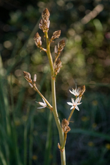 Asphodelus ramosus
