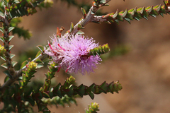 Melaleuca gibbosa