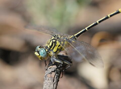 Austrogomphus australis