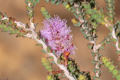 Melaleuca gibbosa