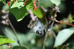 Pieriballia viardi
