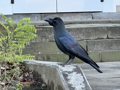 Corvus macrorhynchos japonensis