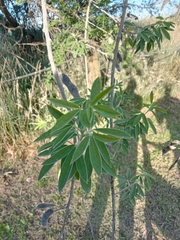 Chamaecytisus prolifer