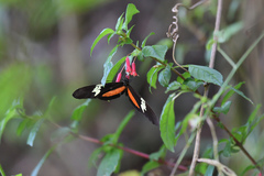 Heliconius hortense