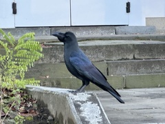 Corvus macrorhynchos japonensis