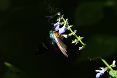 Astraptes fulgerator azul