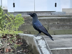 Corvus macrorhynchos japonensis