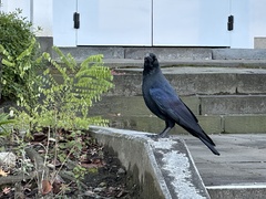 Corvus macrorhynchos japonensis