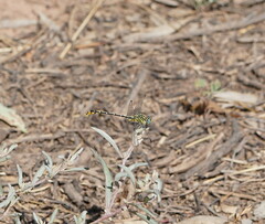 Austrogomphus australis