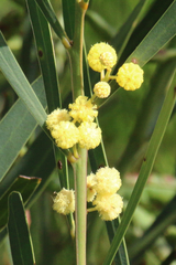 Acacia provincialis