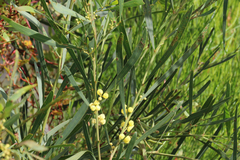 Acacia provincialis