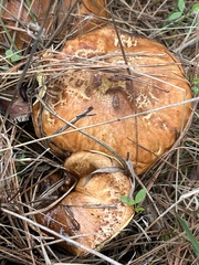 Suillus pungens