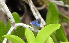 Hypolycaena phorbas