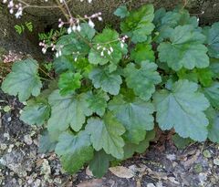 Heuchera micrantha