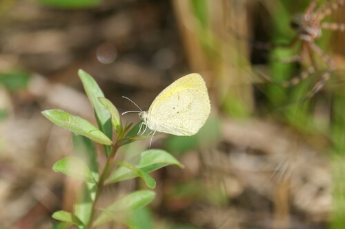 Barred Yellow photo 4