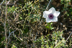 Anemone coronaria