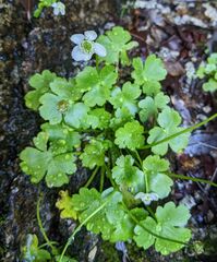 Kumlienia hystricula