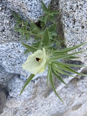 Mohavea confertiflora