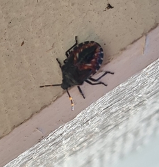 Oechalia schellenbergii