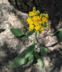 Senecio aronicoides
