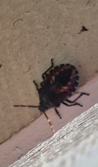 Oechalia schellenbergii