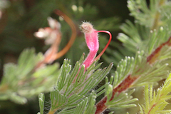 Adenanthos macropodianus