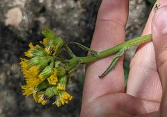 Senecio aronicoides