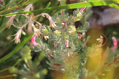 Adenanthos macropodianus