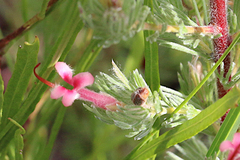 Adenanthos macropodianus
