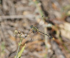 Austrogomphus australis