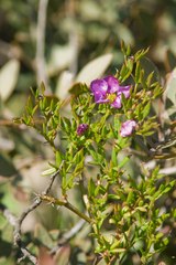 Fagonia cretica