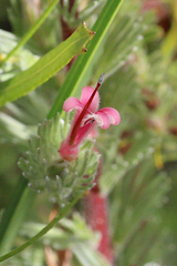 Adenanthos macropodianus