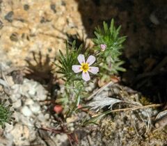 Leptosiphon ciliatus