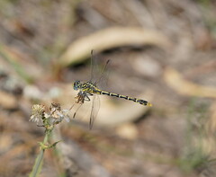 Austrogomphus australis