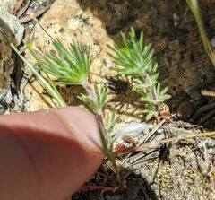 Leptosiphon ciliatus