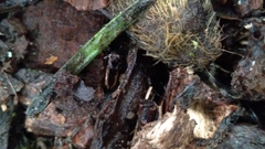 Notiophilus sylvaticus