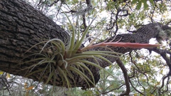 Tillandsia parryi