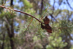 Hakea sericea