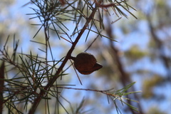 Hakea sericea