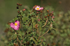 Cistus parviflorus