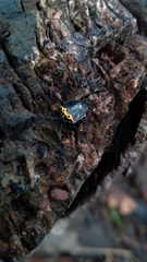 Cosmopepla conspicillaris