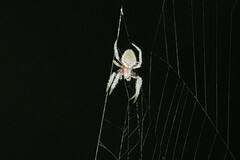 Eriophora ravilla