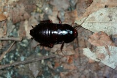 Eurycotis floridana