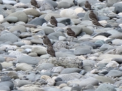 Charadrius bicinctus