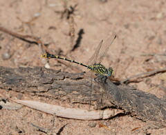 Austrogomphus australis