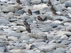 Charadrius bicinctus