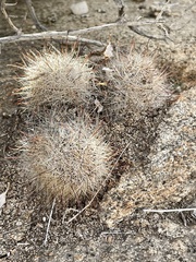 Mammillaria tetrancistra