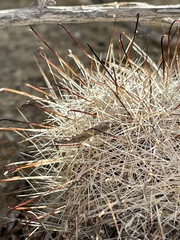 Mammillaria tetrancistra
