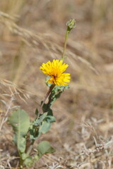 Reichardia tingitana