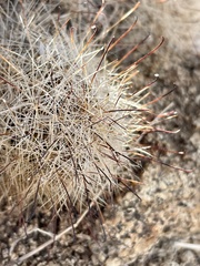 Mammillaria tetrancistra